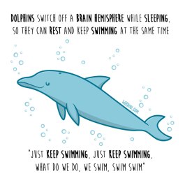 delfines-dormir-inglés-para-web